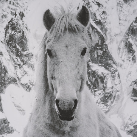 Majestic Mane - Snowscape by Matt Roseveare Framed Art Print Matted under Glass from Mercana - Luna Furniture