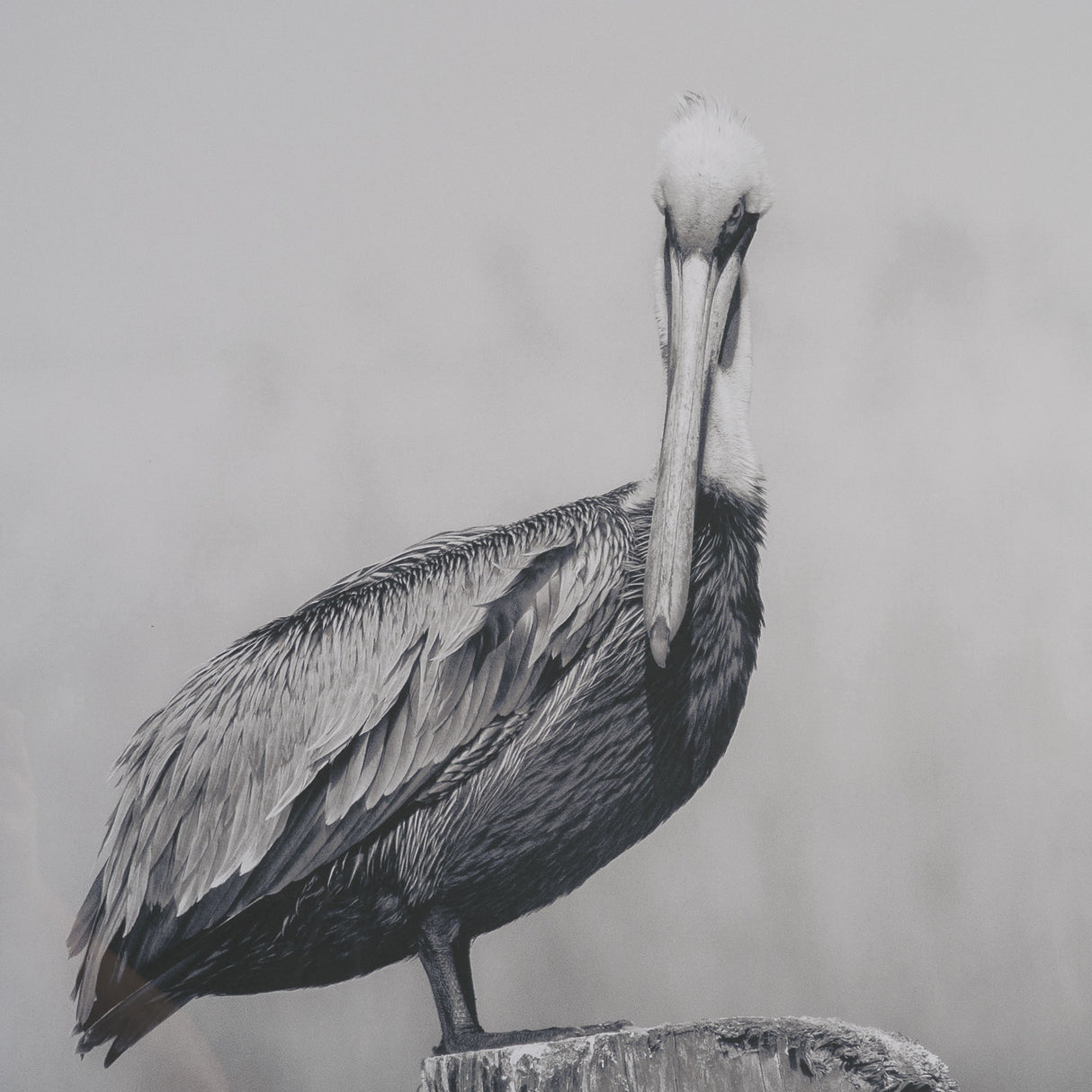 Pelican Stories by Nathan Larson Framed Art Print Matted under Glass from Mercana - Luna Furniture