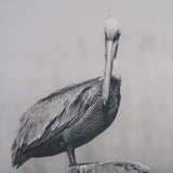 Pelican Stories by Nathan Larson Framed Art Print Matted under Glass from Mercana - Luna Furniture