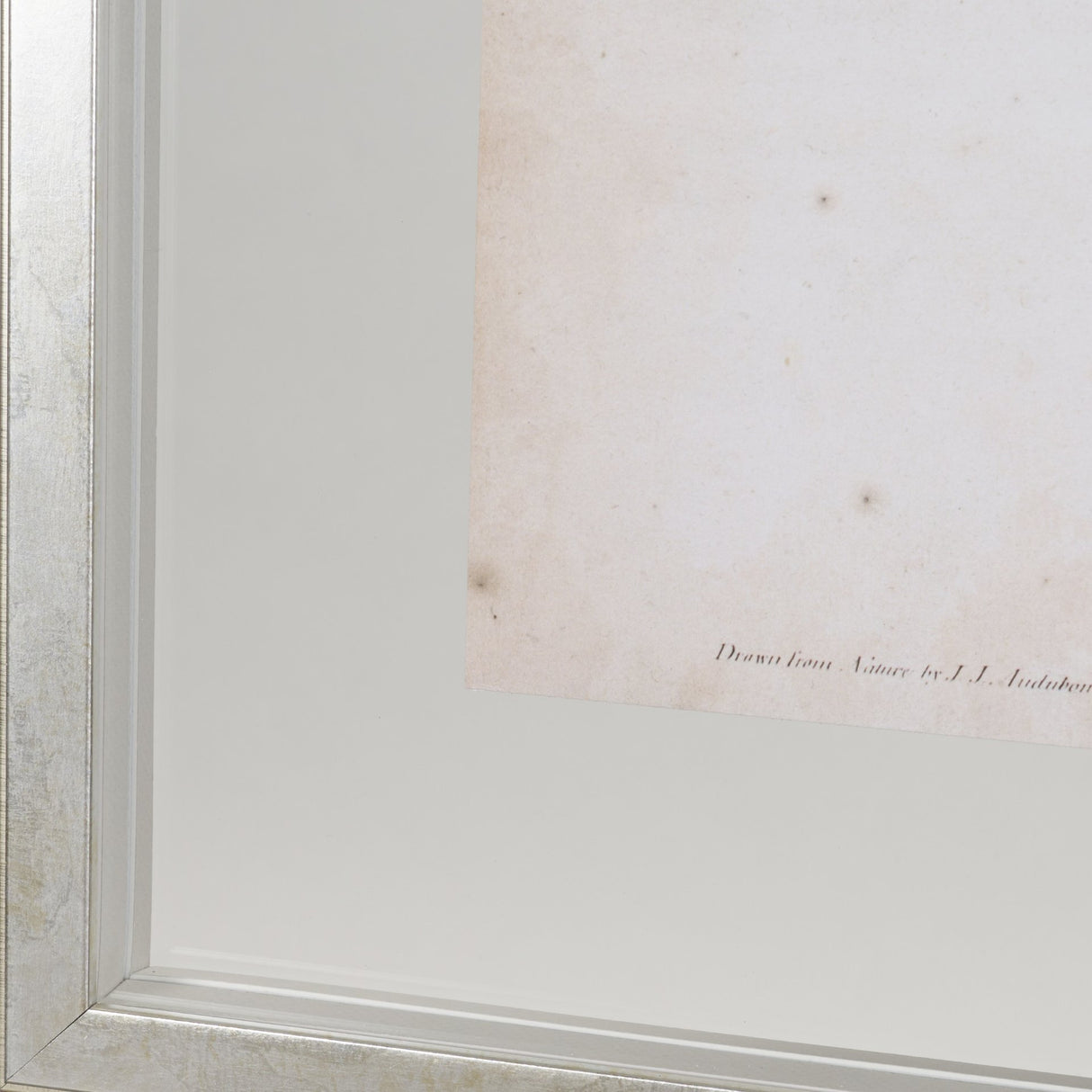 Delicate Bird and Botanical IV by John James Audubon a Framed Art Print Matted under Glass from Mercana - Luna Furniture