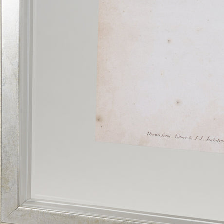 Delicate Bird and Botanical IV by John James Audubon a Framed Art Print Matted under Glass from Mercana - Luna Furniture