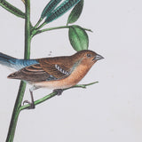 Delicate Bird and Botanical IV by John James Audubon a Framed Art Print Matted under Glass from Mercana - Luna Furniture