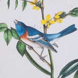 Delicate Bird and Botanical IV by John James Audubon a Framed Art Print Matted under Glass from Mercana - Luna Furniture