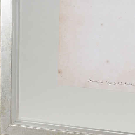 Custom Blue Song Grosbeak (MC) by Audubon a Framed Art Print Matted under Glass from Mercana - Luna Furniture