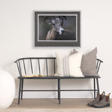 Big Horn Sheep by Chad Mackay a Hand Embellished Textured Framed Photo Art Print Matted under Glass from Mercana - Luna Furniture