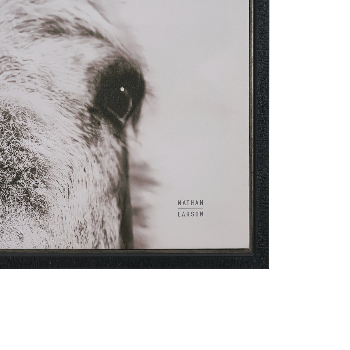 Downward Facing Donkey Sepia by Nathan Larson Textured Framed Canvas Photo Print from Mercana - Luna Furniture
