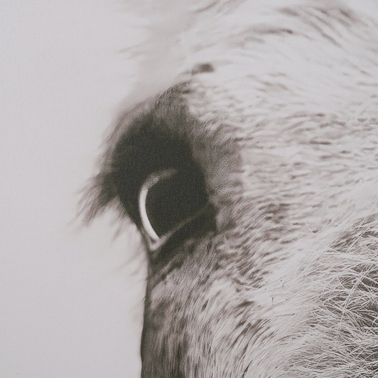 Downward Facing Donkey Sepia by Nathan Larson Textured Framed Canvas Photo Print from Mercana - Luna Furniture