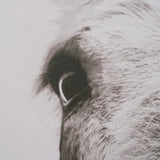 Downward Facing Donkey Sepia by Nathan Larson Textured Framed Canvas Photo Print from Mercana - Luna Furniture
