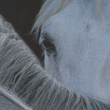 Look by Milan Malovrh FramedPhoto Print Matted under Glass from Mercana - Luna Furniture