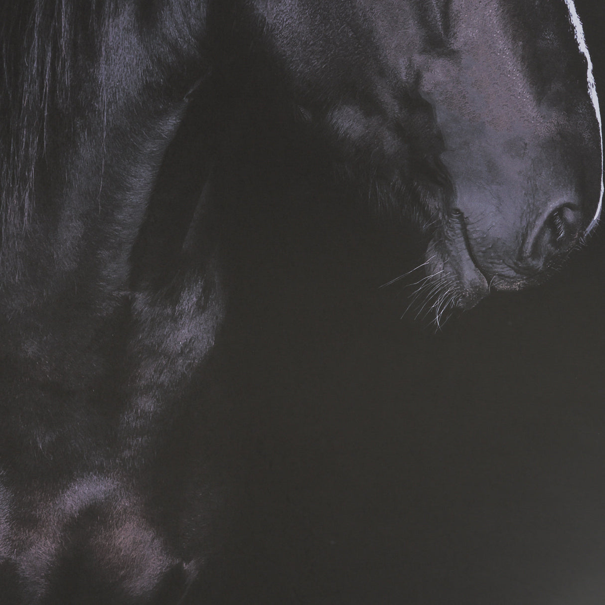 Majestic Midnight by Rehpoehler Framed Photo Print Matted under Glass from Mercana - Luna Furniture