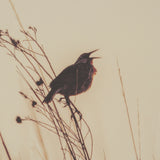 Meadowlark Call Antique by Nathan Larson FramedPhoto Matted under Glass from Mercana - Luna Furniture