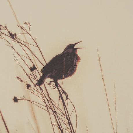 Meadowlark Call Antique by Nathan Larson FramedPhoto Matted under Glass from Mercana - Luna Furniture
