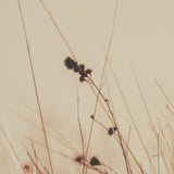 Meadowlark Call Antique by Nathan Larson FramedPhoto Matted under Glass from Mercana - Luna Furniture