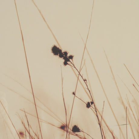 Meadowlark Call Antique by Nathan Larson FramedPhoto Matted under Glass from Mercana - Luna Furniture