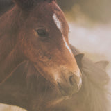 Magic by Chad Mackay FramedPhoto Print Matted under Glass from Mercana - Luna Furniture