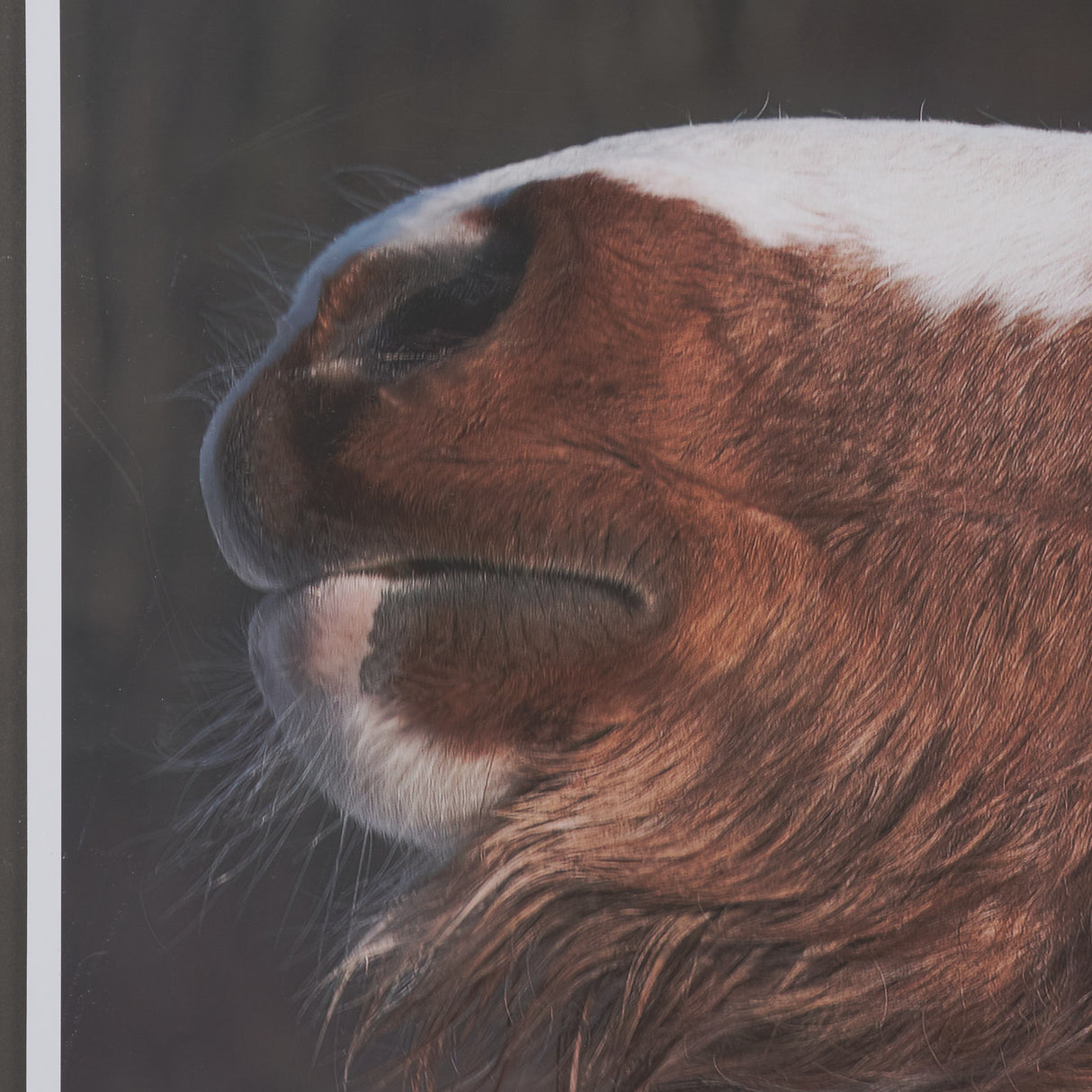 Hay over Here. by Chad Mackay FramedPhoto Print Matted under Glass from Mercana - Luna Furniture