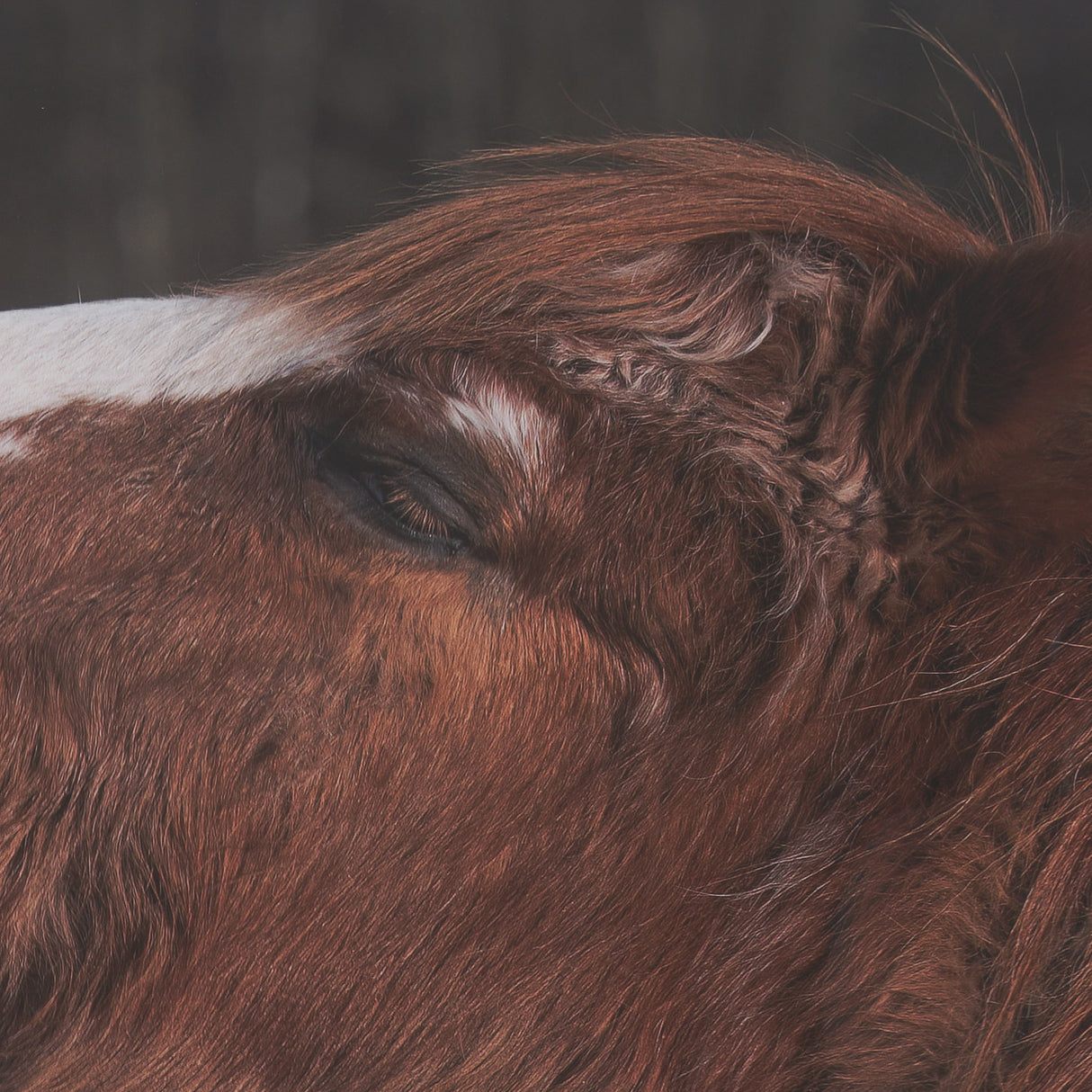 Hay over Here. by Chad Mackay FramedPhoto Print Matted under Glass from Mercana - Luna Furniture