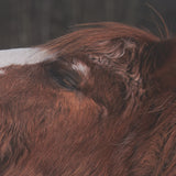 Hay over Here. by Chad Mackay FramedPhoto Print Matted under Glass from Mercana - Luna Furniture
