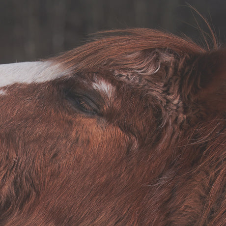 Hay over Here. by Chad Mackay FramedPhoto Print Matted under Glass from Mercana - Luna Furniture