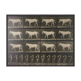 Walking Free by Eadweard Muybridge Textured Framed CanvasPhoto Print from Mercana - Luna Furniture