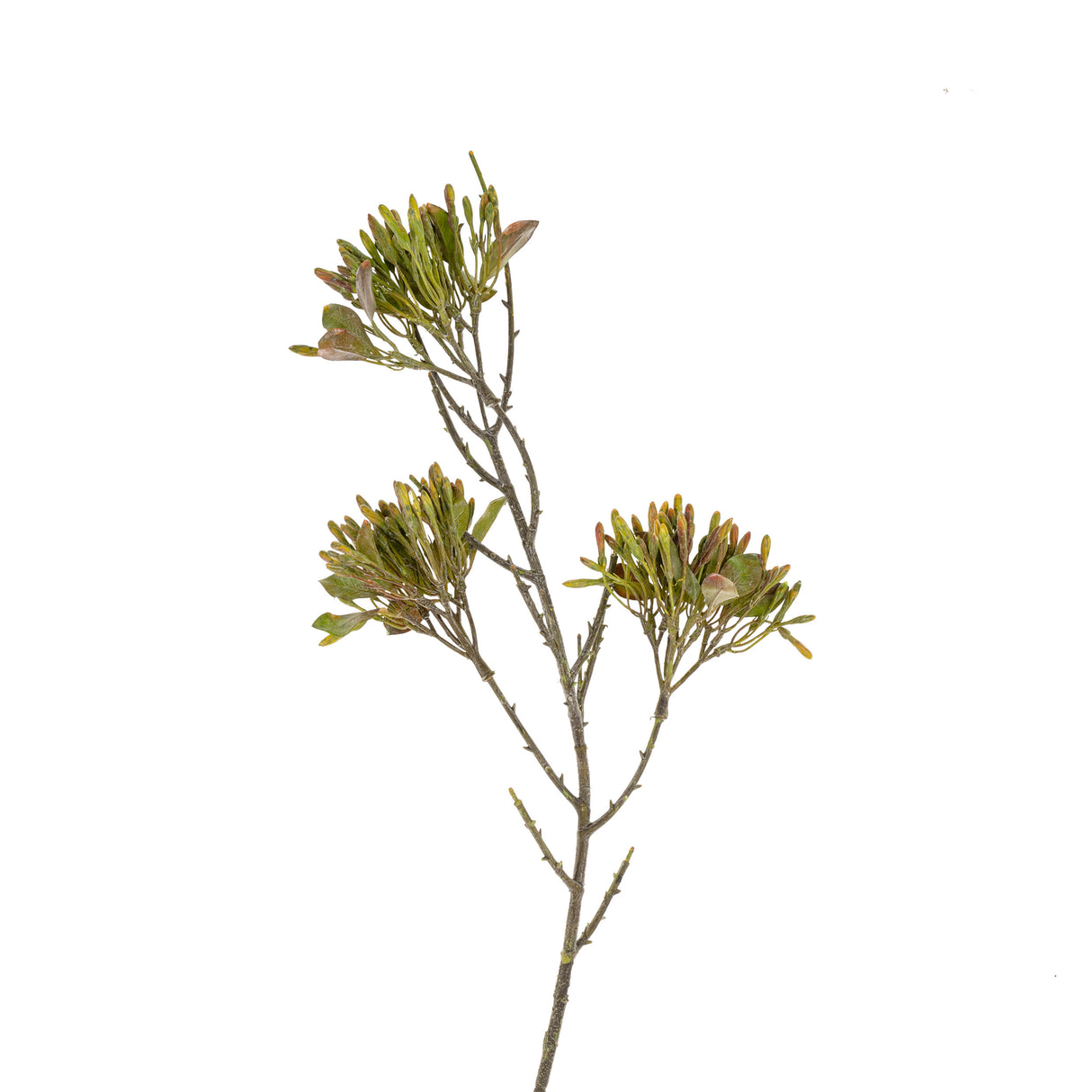Wild Flower Spray, Green, Set of 12 from Mercana - Luna Furniture