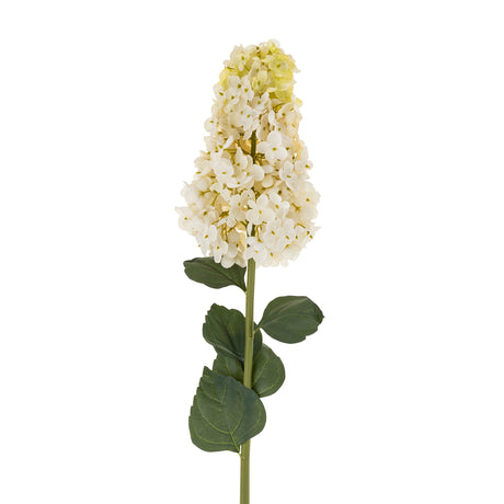 Hydrangea Paniculata Stem, Set of 12 from Mercana - Luna Furniture