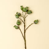 Poppy Pod Branch, Set of 24 from Mercana - Luna Furniture