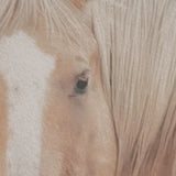 Looking Back by Nathan Larson FramedPhoto Print Matted Under Glass from Mercana - Luna Furniture