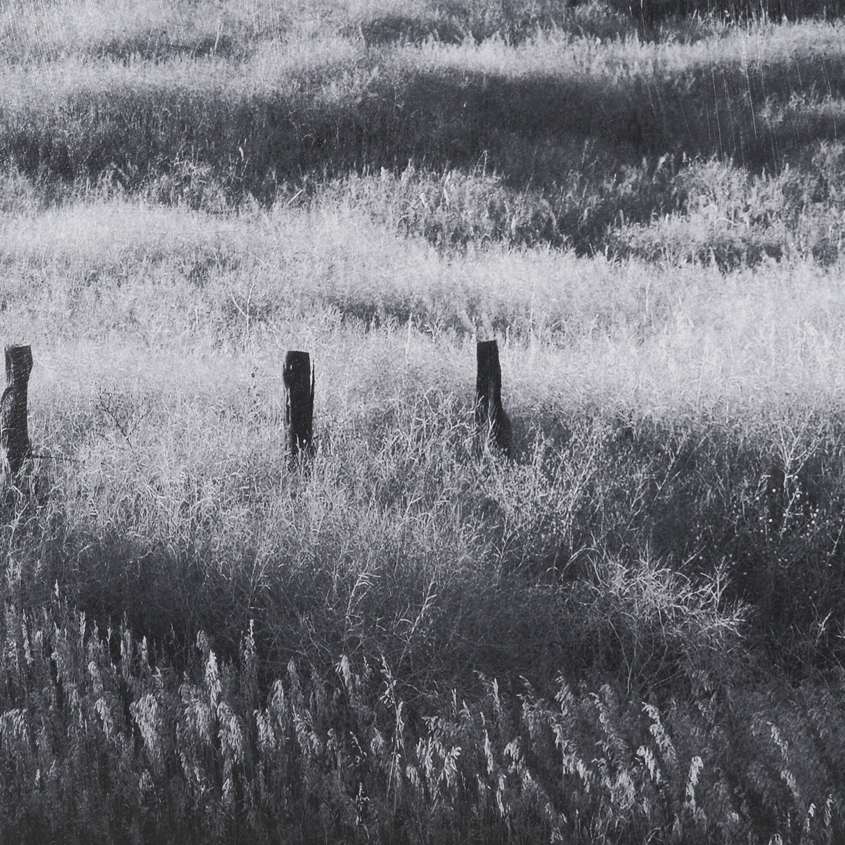 Fence Line Flight I by R. Christopher Vest Textured FramedPhoto Print Matted under Glass from Mercana - Luna Furniture