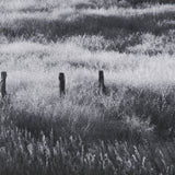 Fence Line Flight I by R. Christopher Vest Textured FramedPhoto Print Matted under Glass from Mercana - Luna Furniture