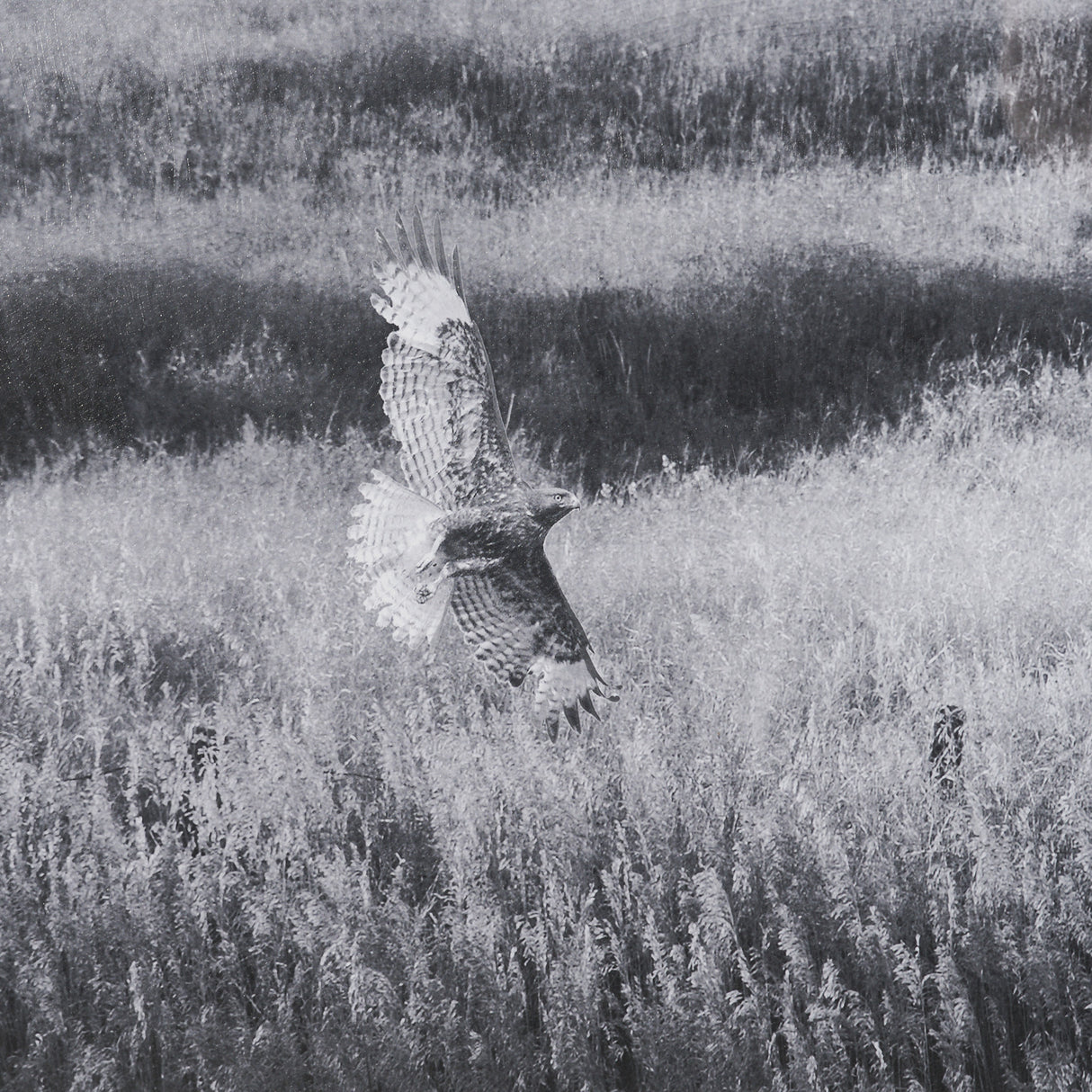 Fence Line Flight I by R. Christopher Vest Textured FramedPhoto Print Matted under Glass from Mercana - Luna Furniture