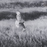 Fence Line Flight I by R. Christopher Vest Textured FramedPhoto Print Matted under Glass from Mercana - Luna Furniture