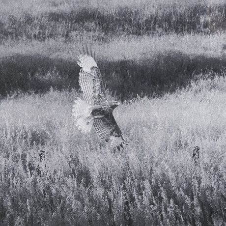Fence Line Flight I by R. Christopher Vest Textured FramedPhoto Print Matted under Glass from Mercana - Luna Furniture