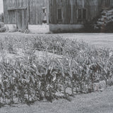 Farm Serenity II by Leda Robertson Textured FramedPhoto Print Matted under Glass from Mercana - Luna Furniture