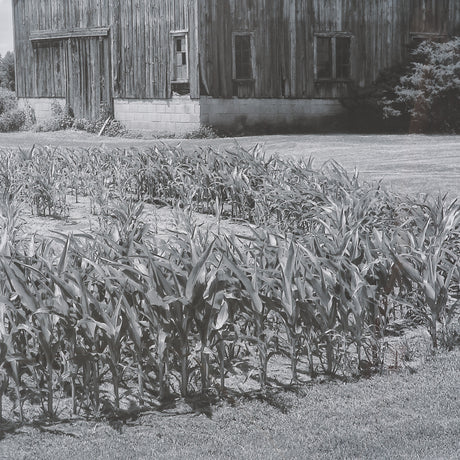 Farm Serenity II by Leda Robertson Textured FramedPhoto Print Matted under Glass from Mercana - Luna Furniture