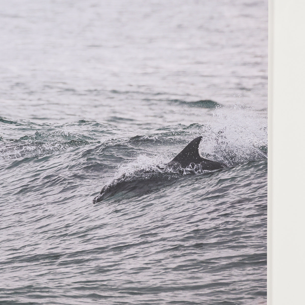 Ocean's Dance by Shot By Clint Framed Photo Print Matted under Glass from Mercana - Luna Furniture