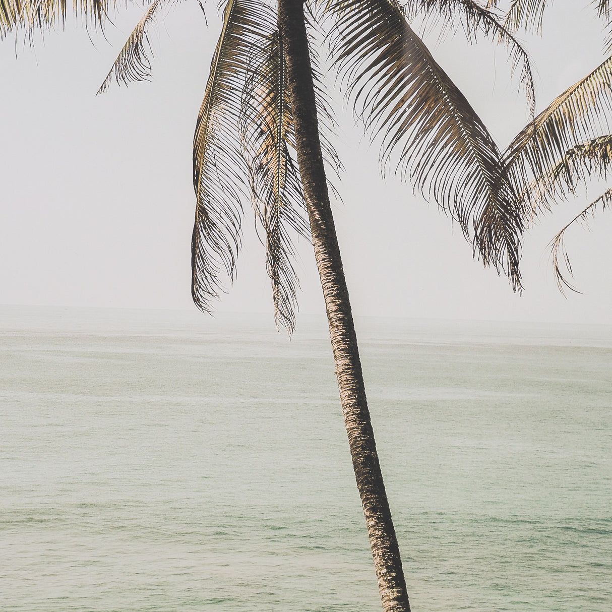Oceanside Palms by Shot By Clint Framed Photo Print Matted under Glass from Mercana - Luna Furniture