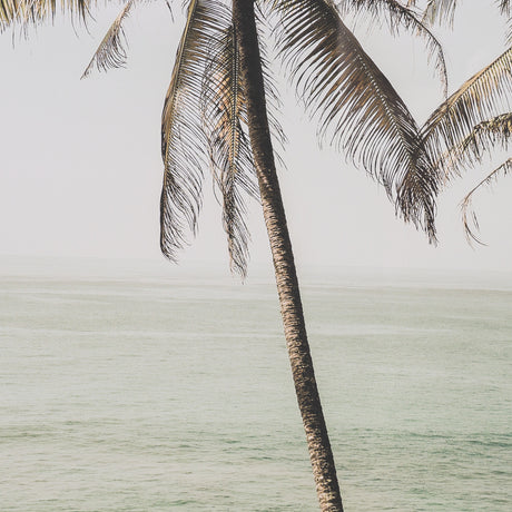Oceanside Palms by Shot By Clint Framed Photo Print Matted under Glass from Mercana - Luna Furniture