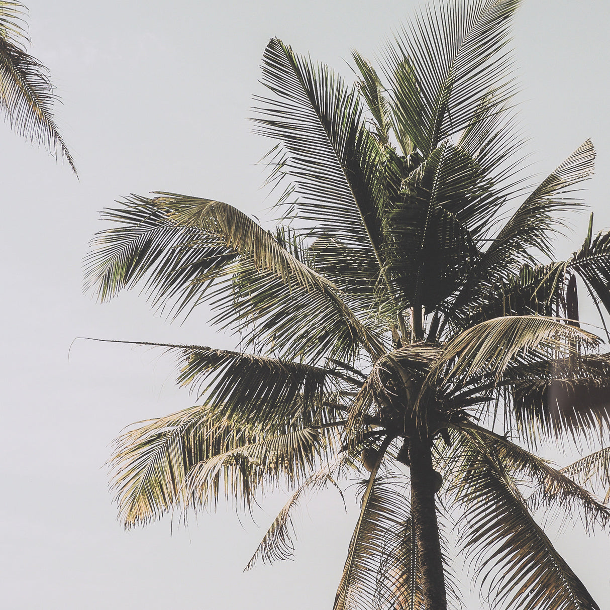Oceanside Palms by Shot By Clint Framed Photo Print Matted under Glass from Mercana - Luna Furniture