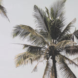 Oceanside Palms by Shot By Clint Framed Photo Print Matted under Glass from Mercana - Luna Furniture