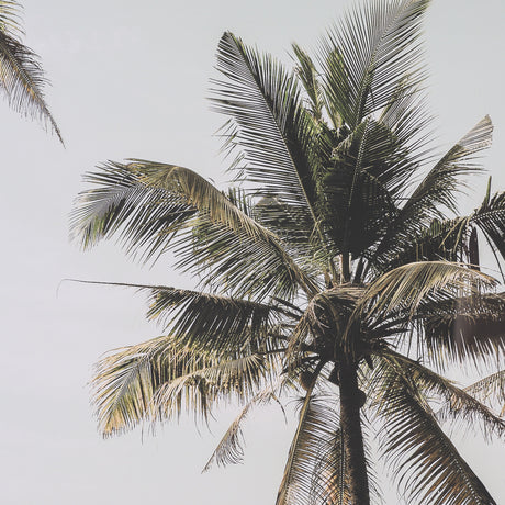 Oceanside Palms by Shot By Clint Framed Photo Print Matted under Glass from Mercana - Luna Furniture