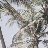 Ocean Breeze Palms by Shot By Clint Framed Photo Print Matted under Glass from Mercana - Luna Furniture