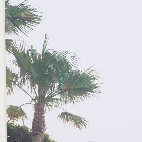 Modern Oasis View by Shot By Clint Framed Photo Print Matted Under Glass from Mercana - Luna Furniture