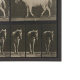 Walking Free by Eadweard Muybridge Textured Framed CanvasPhoto Print from Mercana - Luna Furniture