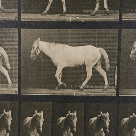 Walking Free by Eadweard Muybridge Textured Framed CanvasPhoto Print from Mercana - Luna Furniture
