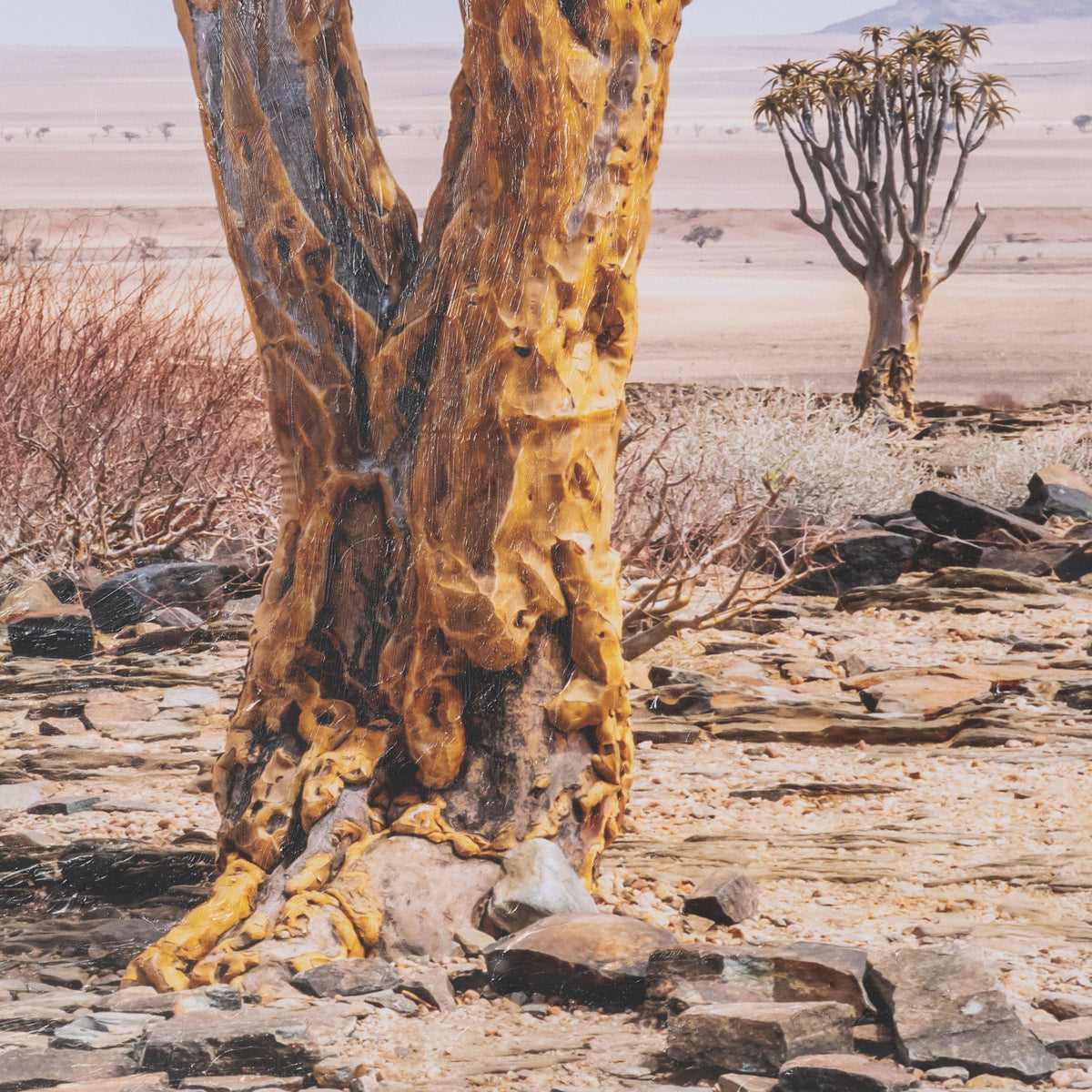 Namibia Tree in Desert by Richard Silver Textured Framed Photo Print Matted under Glass from Mercana - Luna Furniture