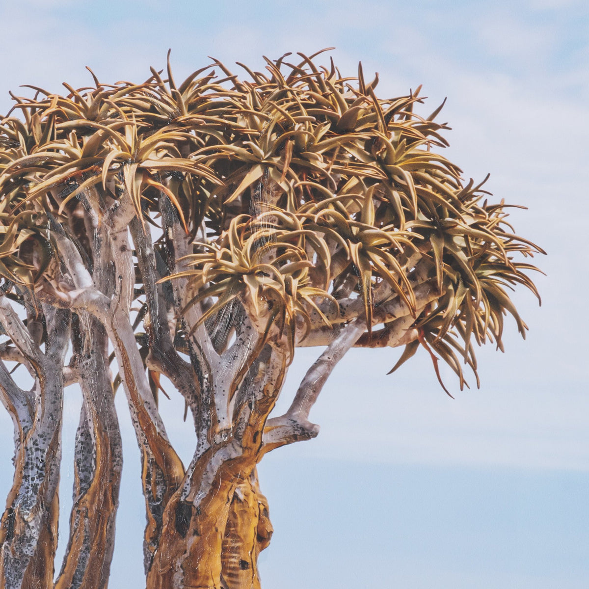 Namibia Tree in Desert by Richard Silver Textured Framed Photo Print Matted under Glass from Mercana - Luna Furniture