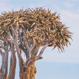 Namibia Tree in Desert by Richard Silver Textured Framed Photo Print Matted under Glass from Mercana - Luna Furniture