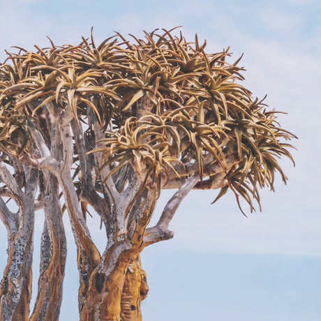 Namibia Tree in Desert by Richard Silver Textured Framed Photo Print Matted under Glass from Mercana - Luna Furniture