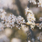 Wilde Prunus by Zaira Zarotti Textured Framed Photo Print Matted under Glass from Mercana - Luna Furniture